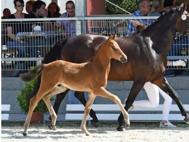 Pferdepension Allgäu – moderne Pferdeboxen und Stallungen am Leonhardshof Albrecht