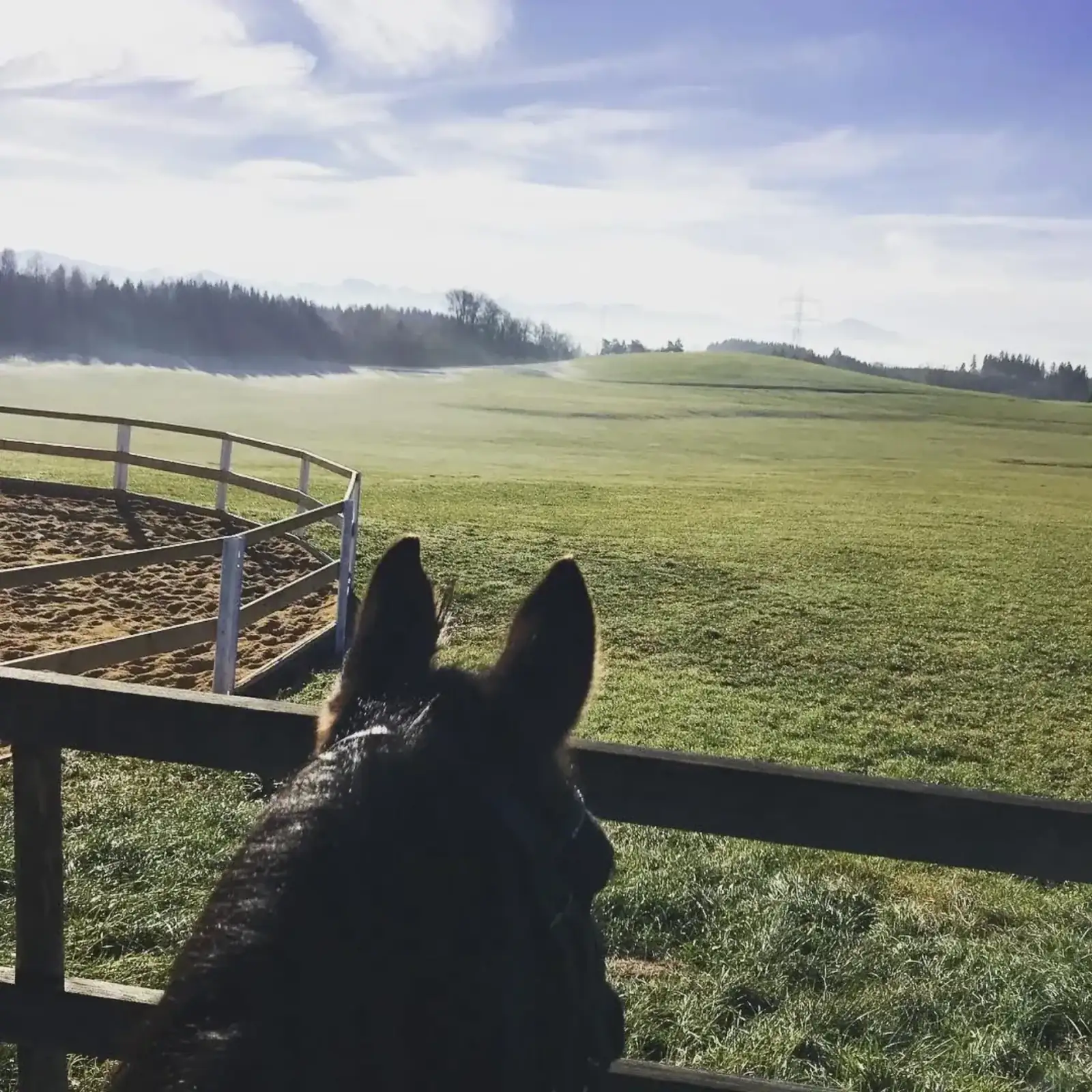 Pferde am Leonhardshof – artgerechte Haltung mit Weidegang im Allgäu