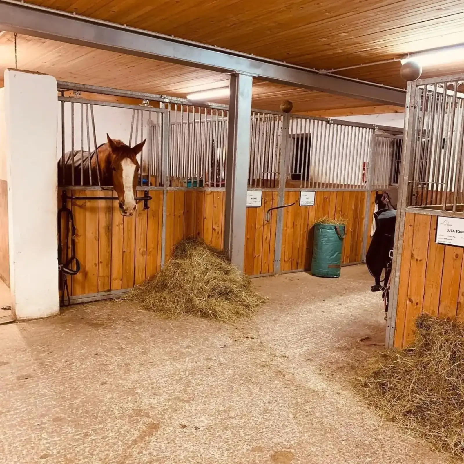 Pferde am Leonhardshof – artgerechte Haltung mit Weidegang im Allgäu