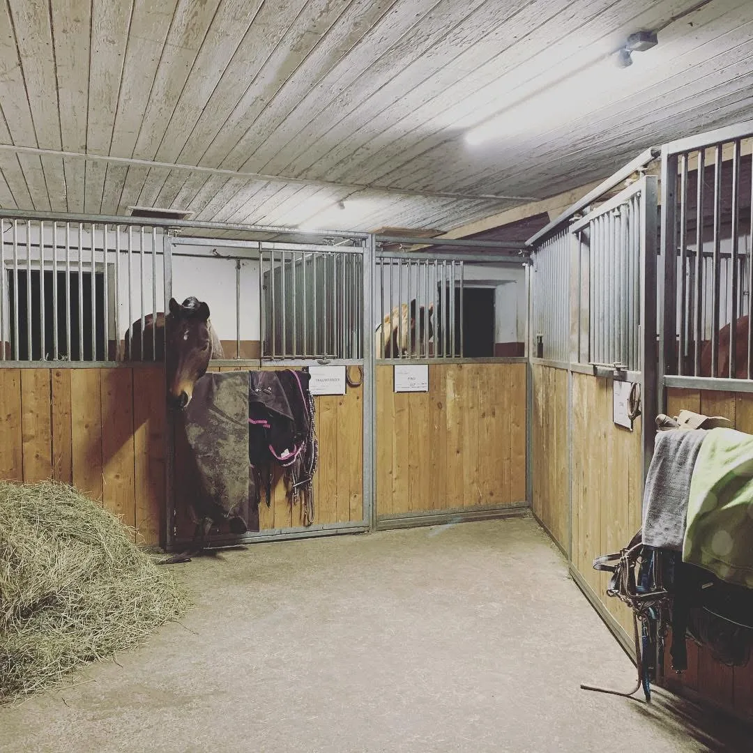 Pferde am Leonhardshof – artgerechte Haltung mit Weidegang im Allgäu
