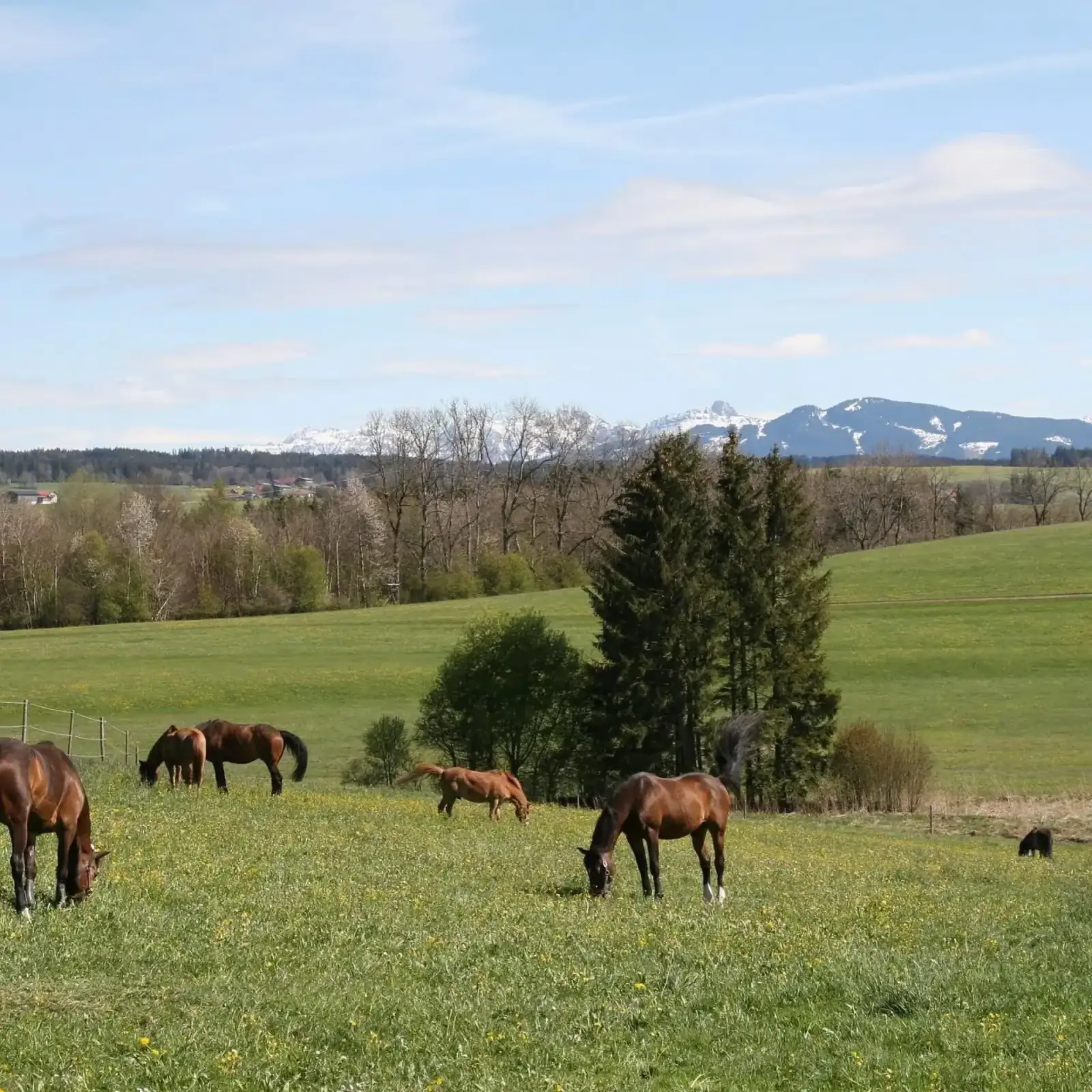 Pferde am Leonhardshof – artgerechte Haltung mit Weidegang im Allgäu