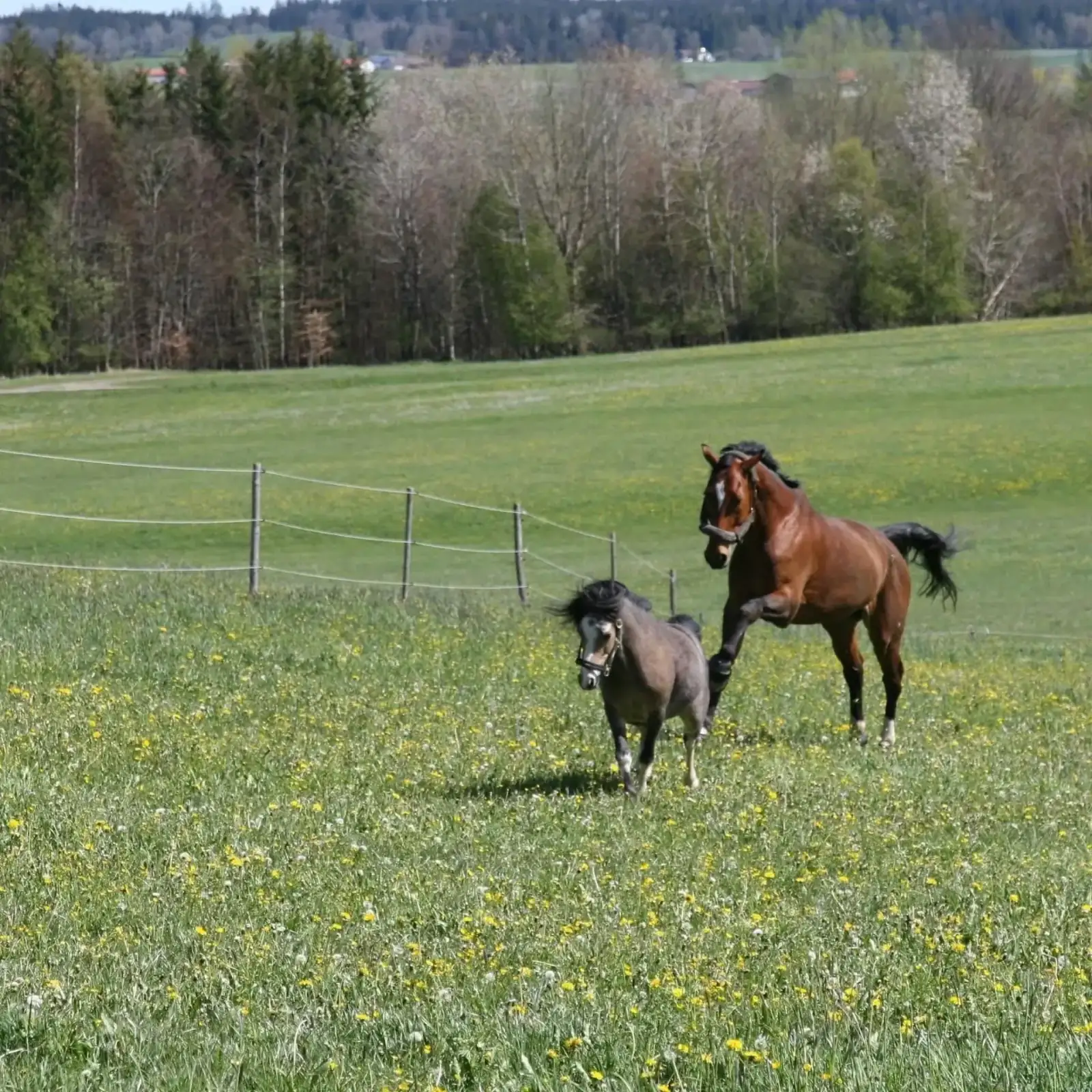 Großpferd und Pony auf der Frühlingskoppel mit Allgäuer Hügelpanorama
