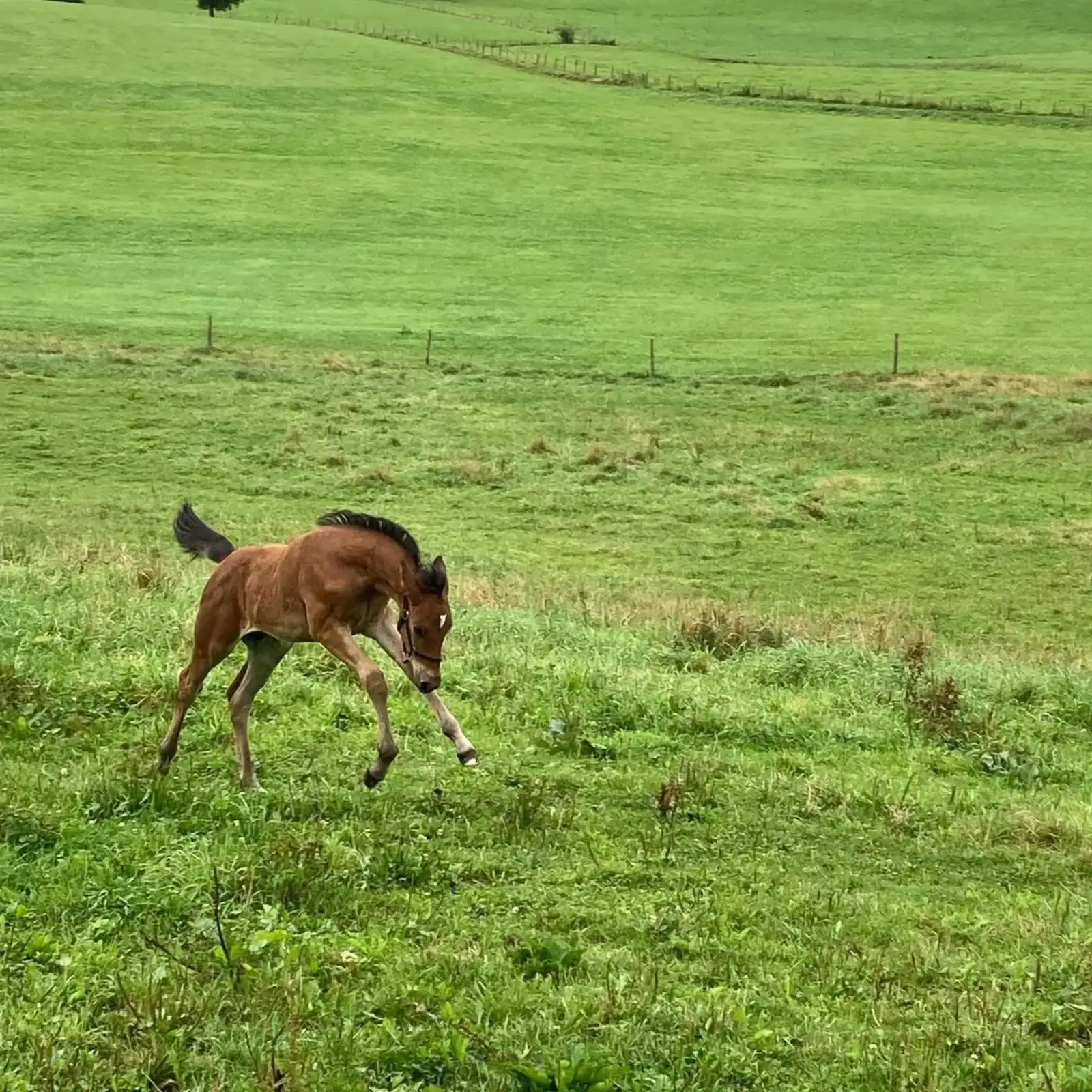 Pferde am Leonhardshof – artgerechte Haltung mit Weidegang im Allgäu