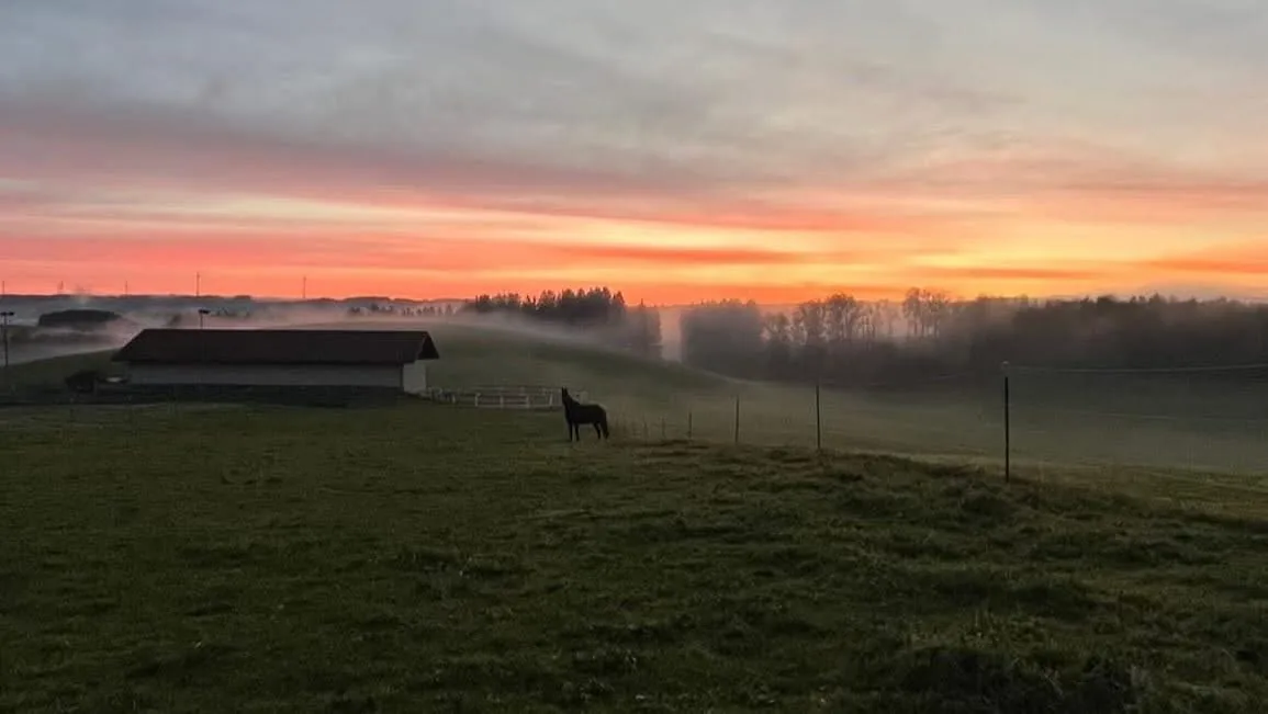 Pferde am Leonhardshof – artgerechte Haltung mit Weidegang im Allgäu