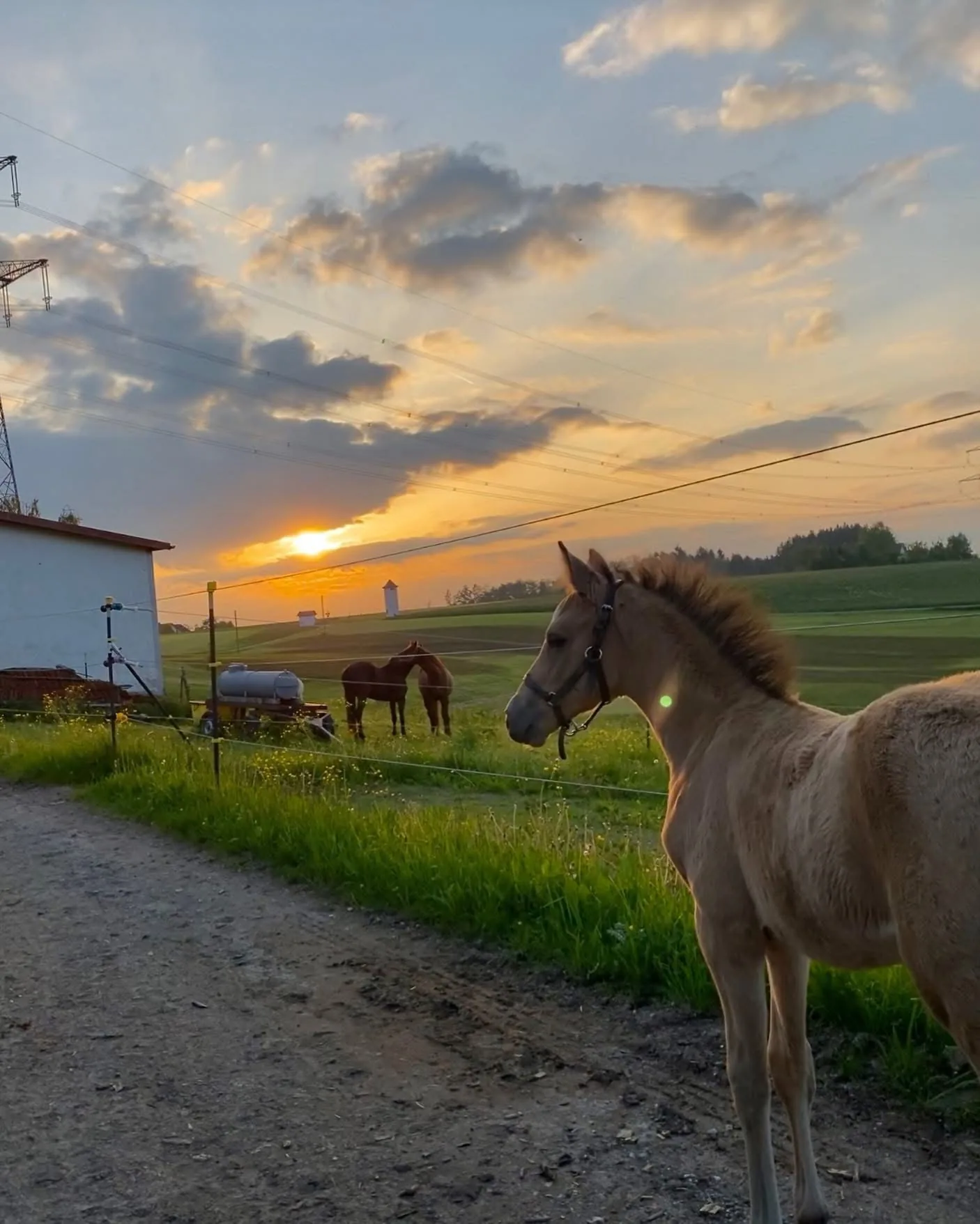 Pferde am Leonhardshof – artgerechte Haltung mit Weidegang im Allgäu