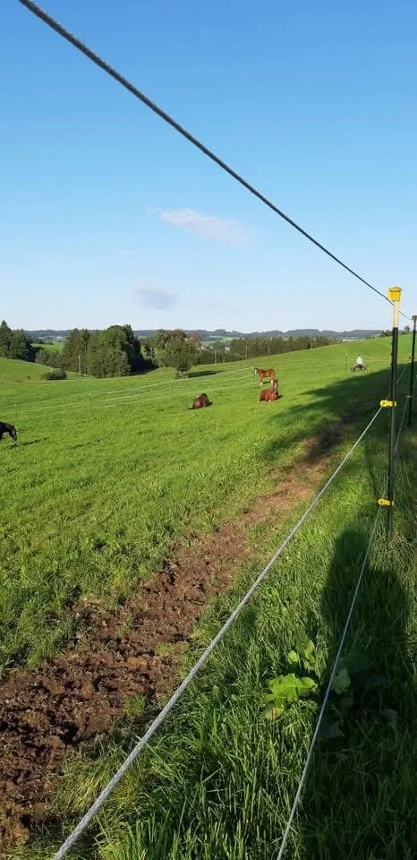 Pferde am Leonhardshof – artgerechte Haltung mit Weidegang im Allgäu